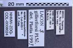 Etiketten zu Lacon gillerforsi (NHMW-ZOO-COL-0008024)